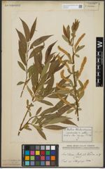 Foto von Salix alba L. x Salix pentandra L.
